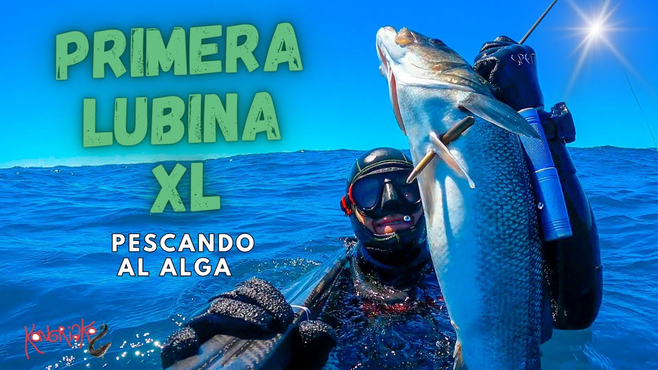 ✅PESCA SUBMARINA🎯PRIMERA LUBINA XL en el ALGA de 2024 & MÁS [RECETA: Lubina a la BRASA]