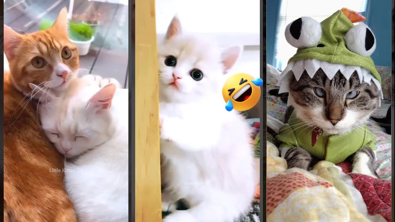 Cat Funny Videos 🐱 Cats Being Cats 🐈‍⬛ #FunnyCats #6669