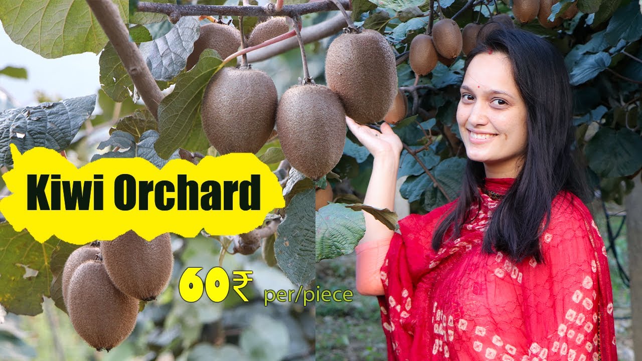 My Farm Tour | Kiwi Orchard | Organic Farming | Kullu Himachal Pradesh