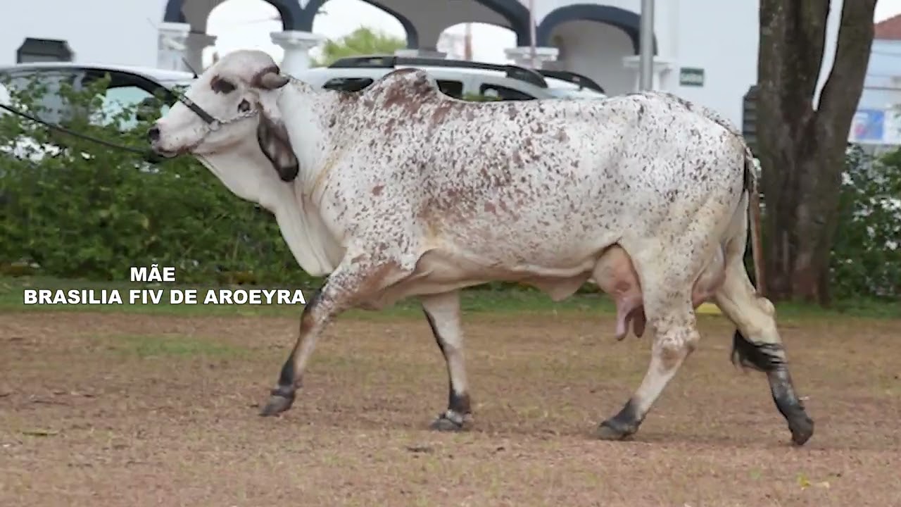 LOTE 20 BRIDA FIV ESTÂNCIA MOREIRA EMO102