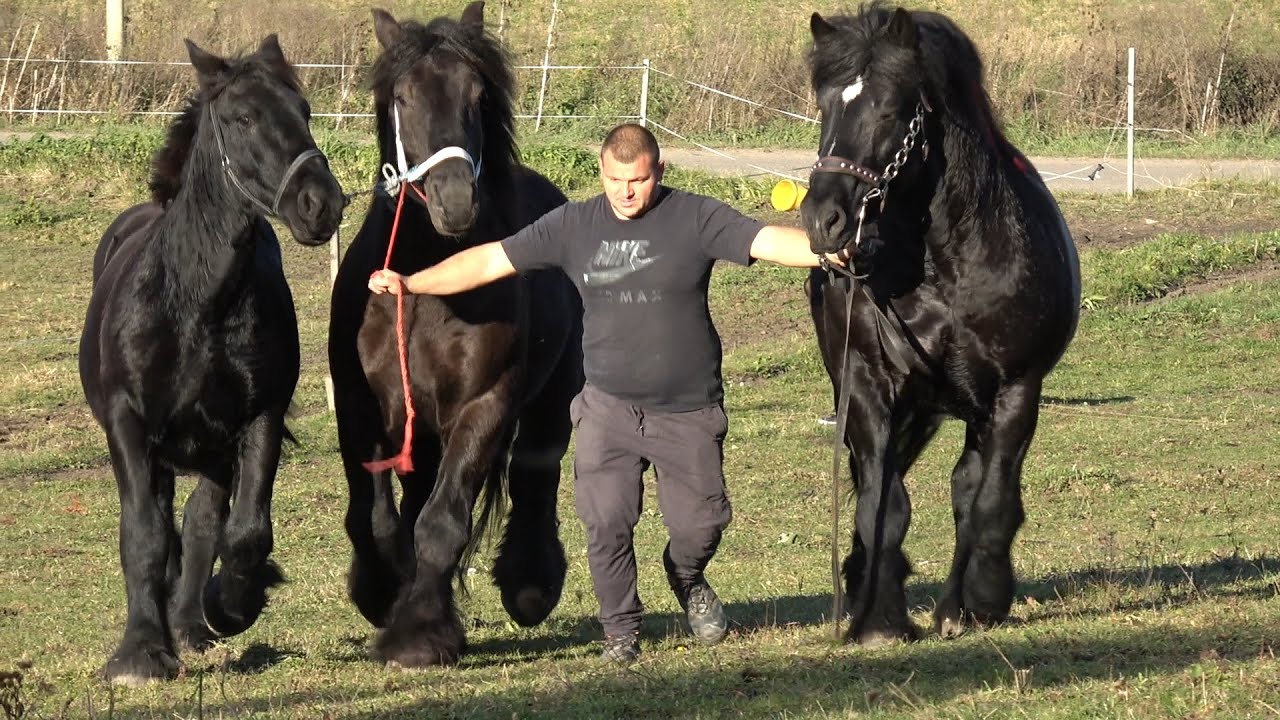 Caii lui Ruben de la Tarpiu, Bistrita Nasaud - 2025 Nou!!!