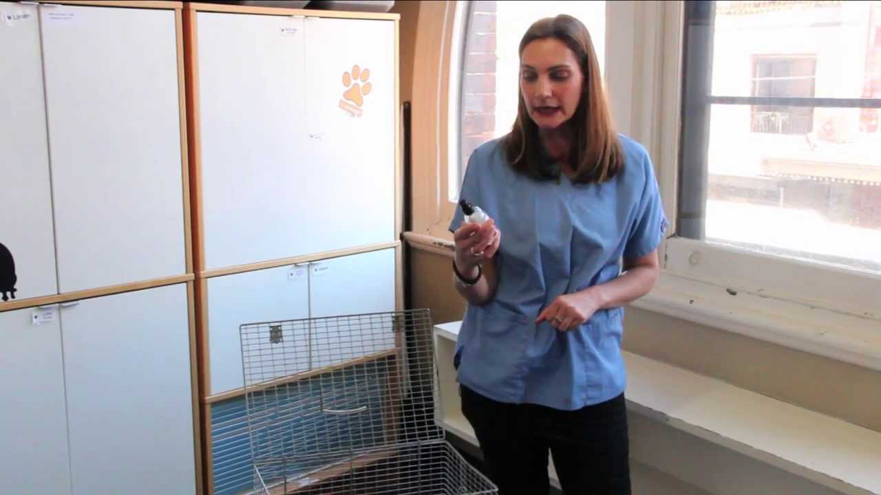 How to place your cat in a carry cage