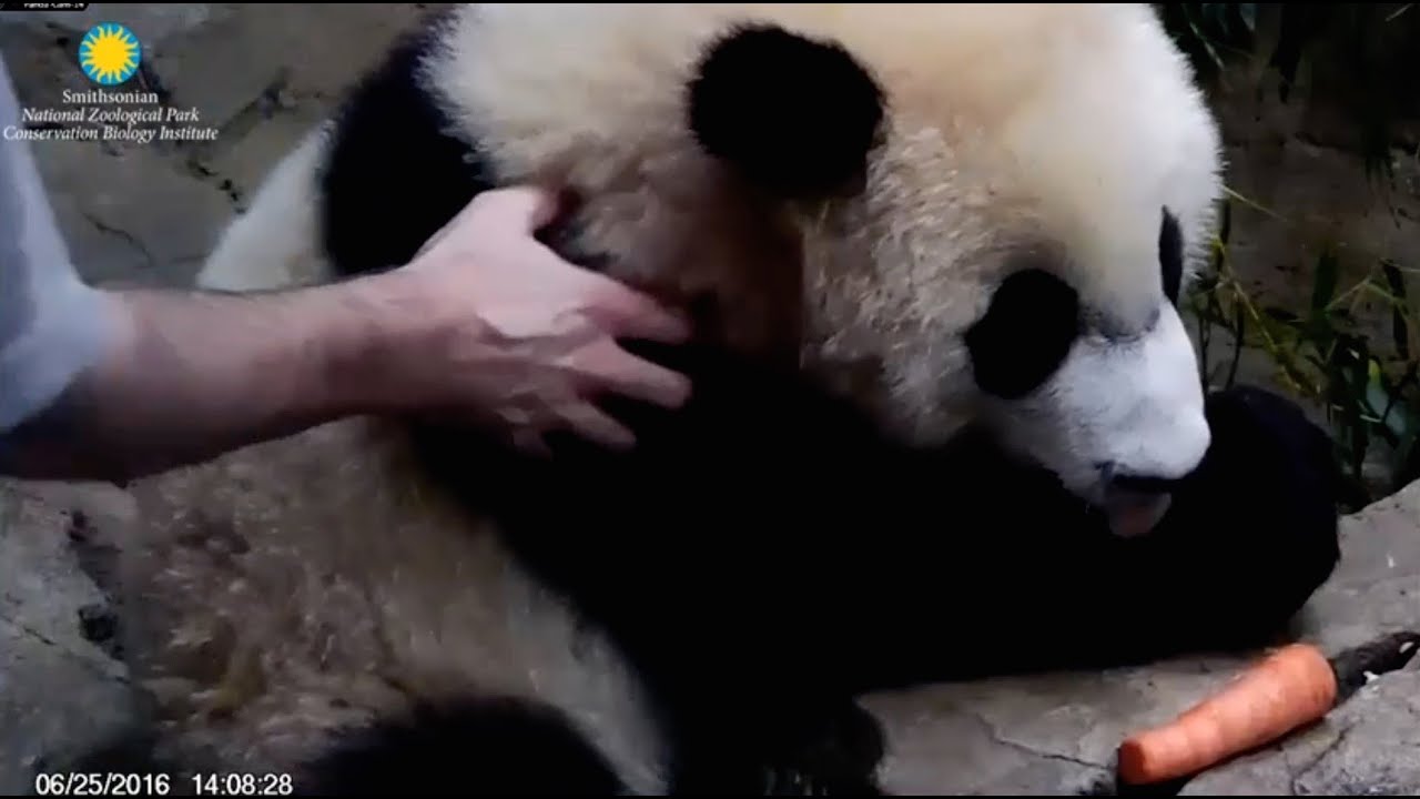 Bei Bei - treats and a friendly touch.      June 25, 2016     National Zoo
