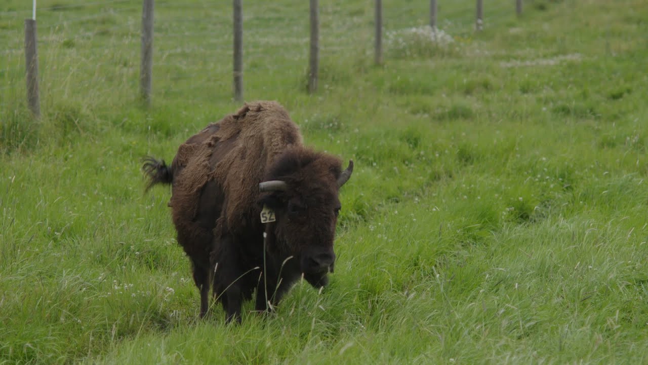 L'épicerie | Les défis de la production bovine en Abitibi-Témiscamingue