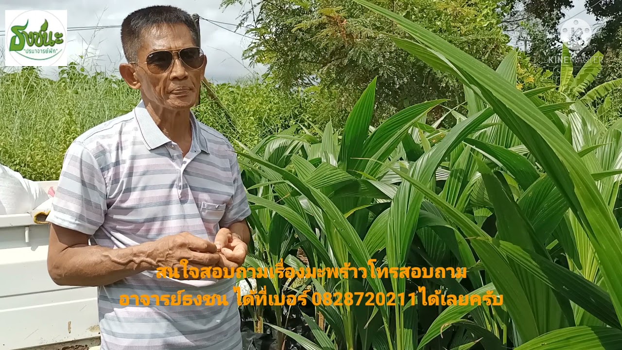 มะพร้าวเตรียมจัดส่งลูกค้าและให้ความรู้เกี่ยวกับมะพร้าวและวัตถุอิทรีย์