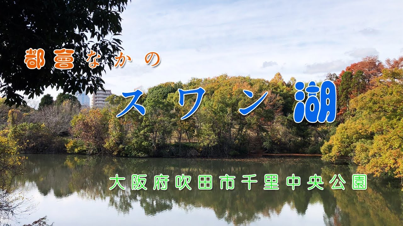 都会　スワン湖　ピアノの詩　優雅な音楽を美しい動画で心が癒されるひと時