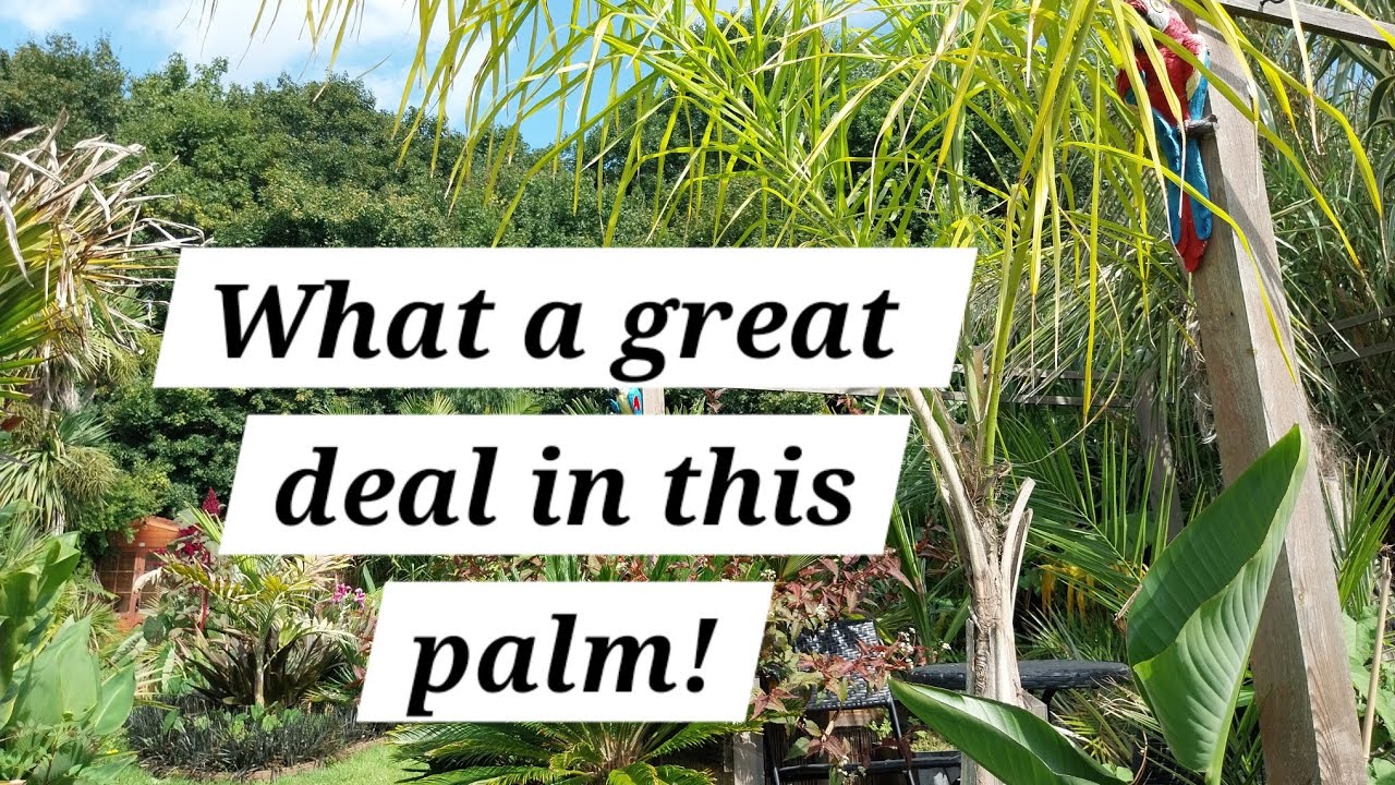Cold hardy agave and a bargain queen palm 