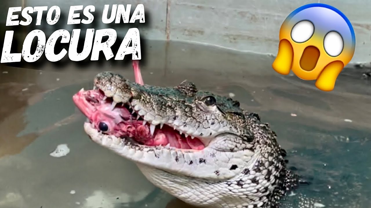 Alimentando A Chimuelo! El Cocodrilo De Assad Exotics!