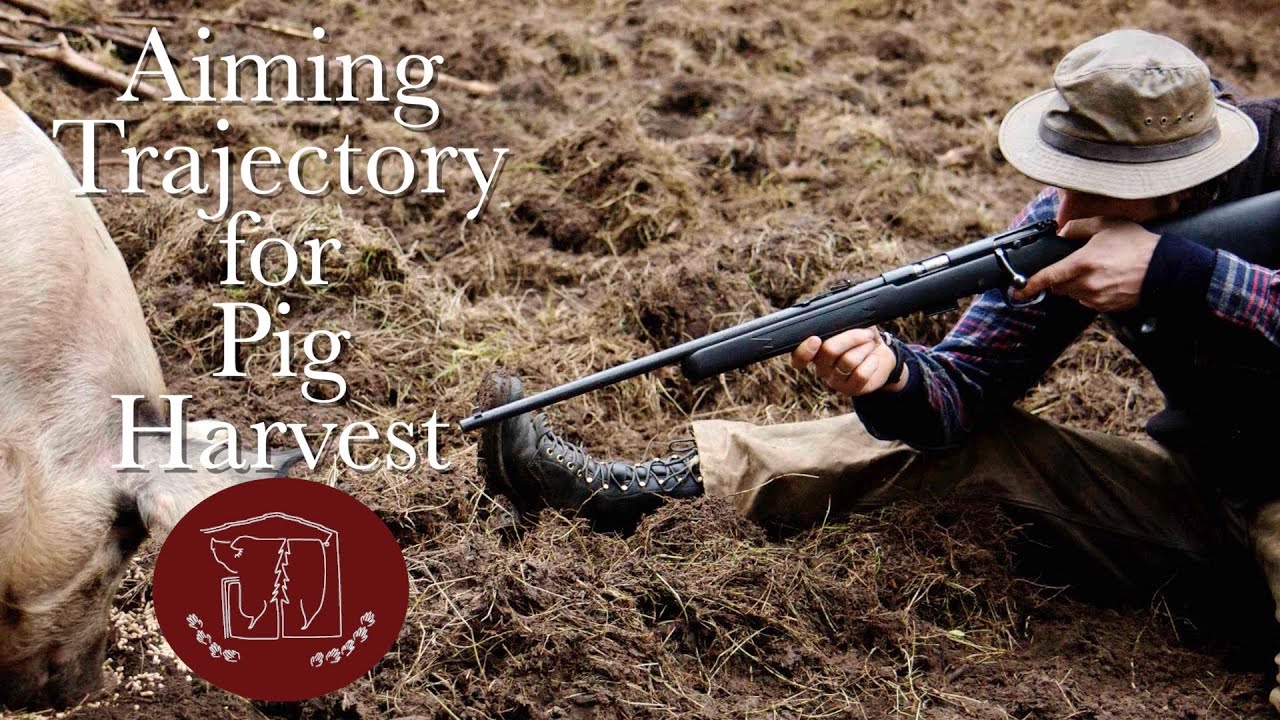Aiming Trajectory for Harvesting a Pig