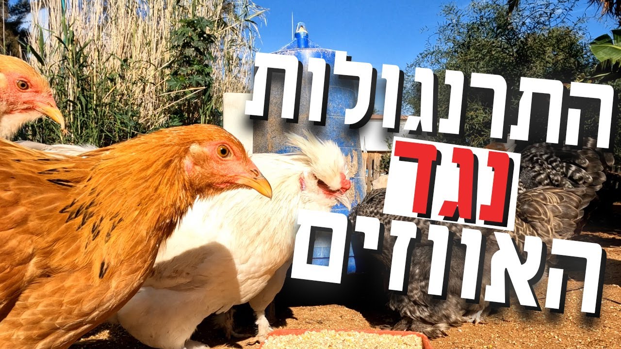 התרנגולות נגד האווזים - סכסוך שכנים בין בעלי הכנף