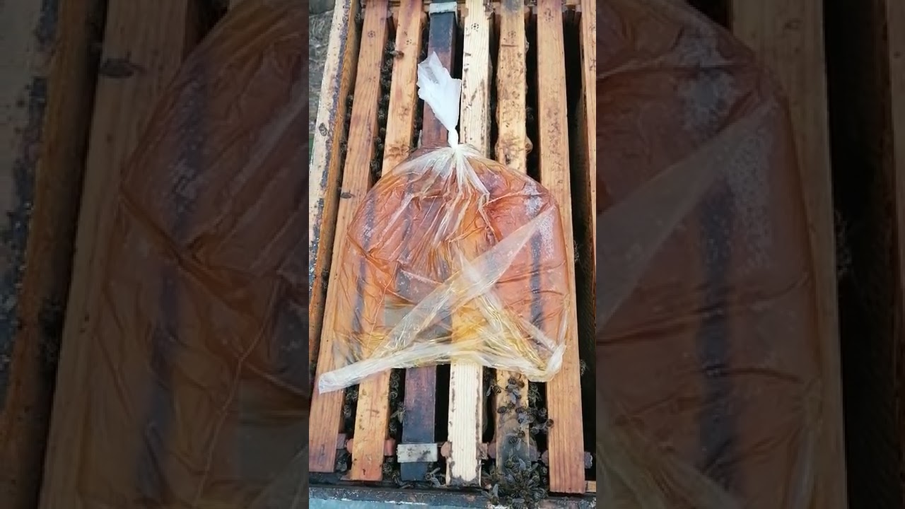 &iquest;C&oacute;mo alimentar a las abejas con jarabe en bolsas @Maraseo Miel