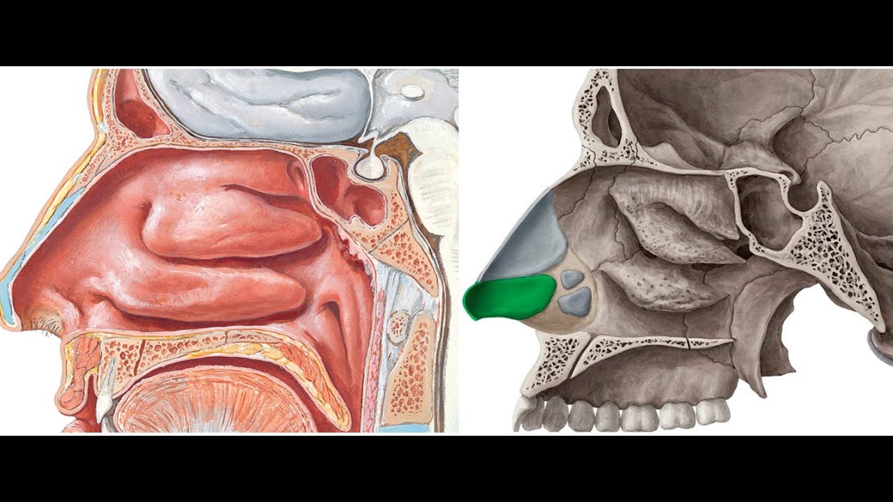 Lateral Wall of Nose