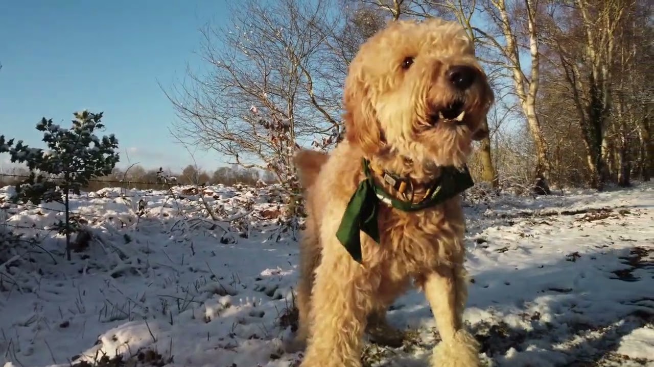 Benni Spaziergang im Schnee