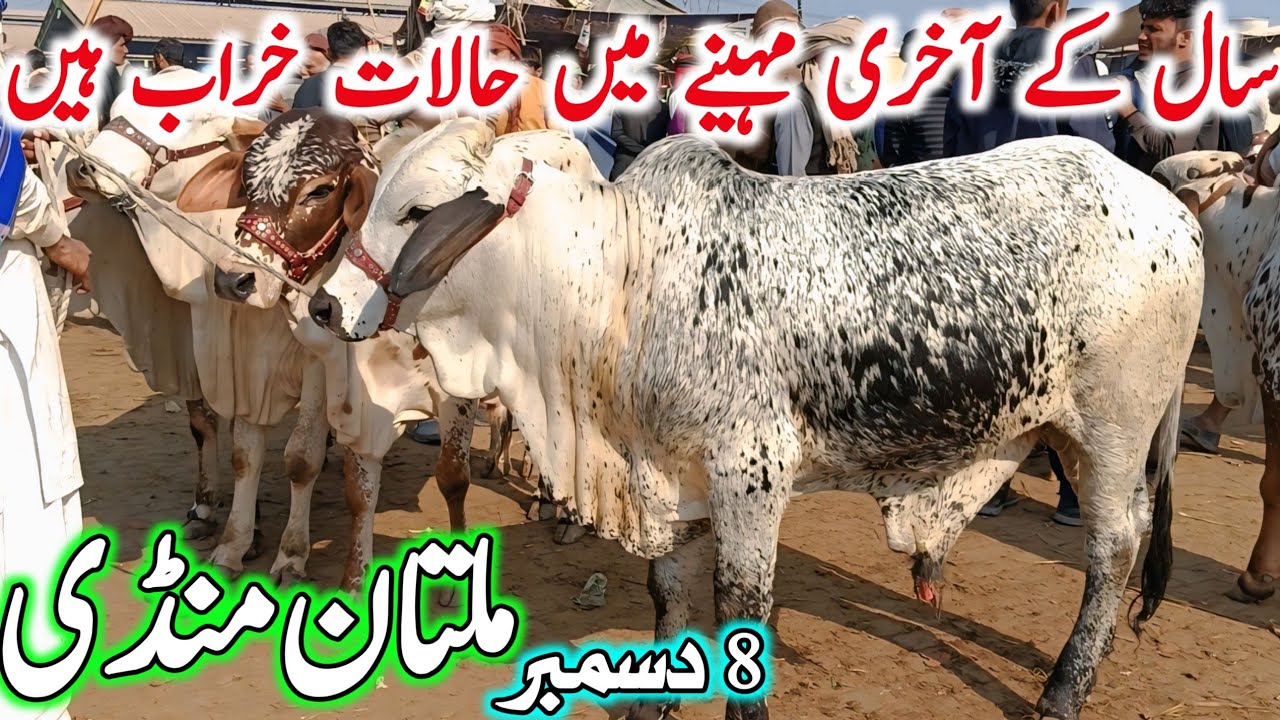 Today Fresh Multan Cow Mandi Latest Update Video | Cholistani Ablk Sahiwal Bachre | Cow Mandi 2025🔥
