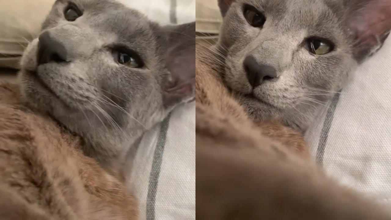 THE BEAUTIFUL ORIENTAL CATS ARE BACK 😍
