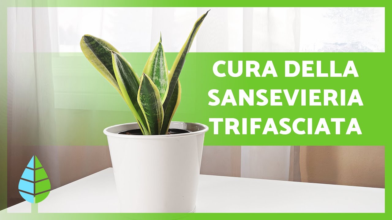 Come PRENDERSI CURA della pianta della SANSEVIERIA TRIFASCIATA 🌿 (DRACAENA TRIFASCIATA)