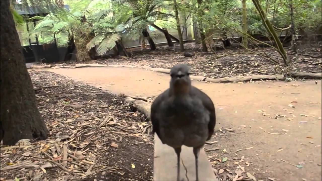 Bird sounds just like a laser! (R2D2 bird)
