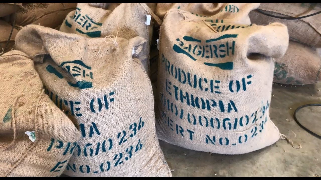 A Peek Inside an Ethiopian Coffee Plant