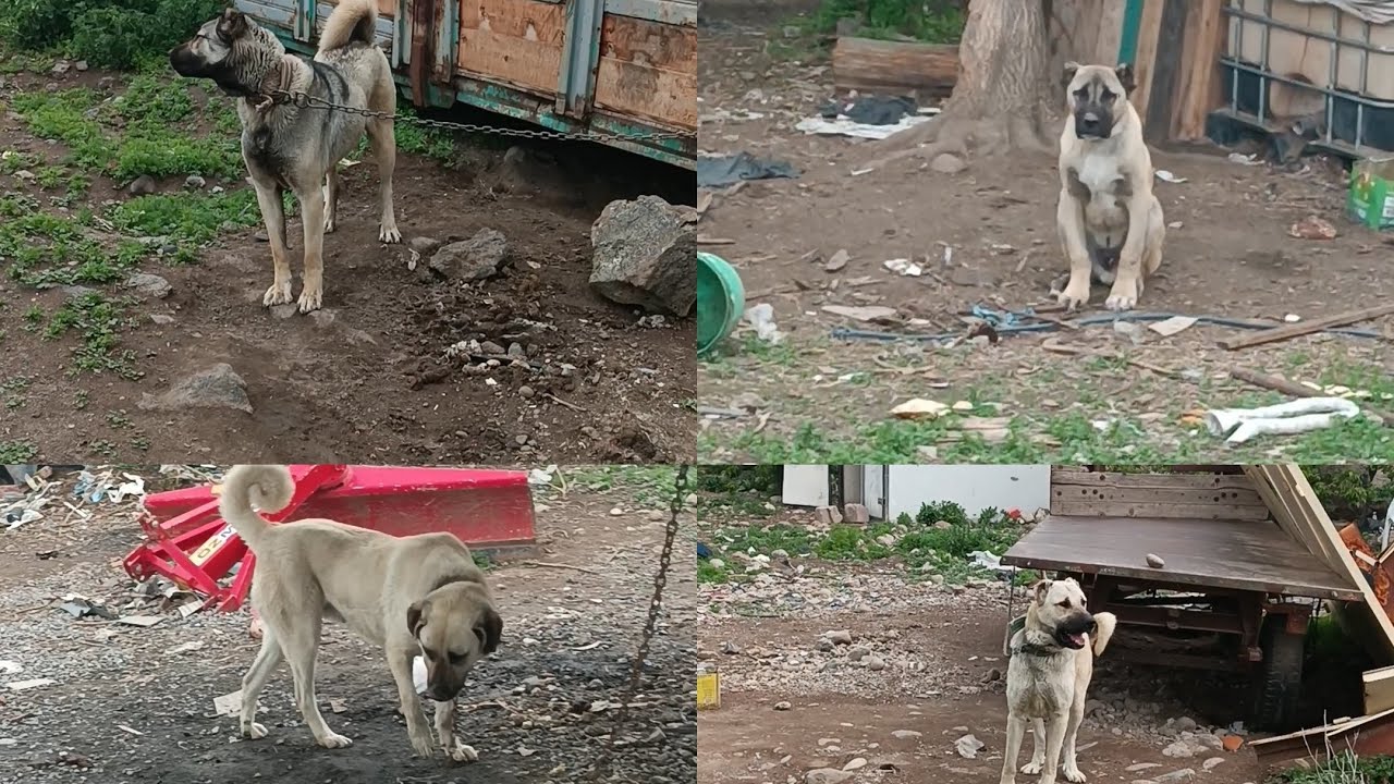 Kayseri'deki köpek kadromuz. Beligirik, deli cerrah , çomo, kulaklı, cellat Soyları #kangal#keşfet