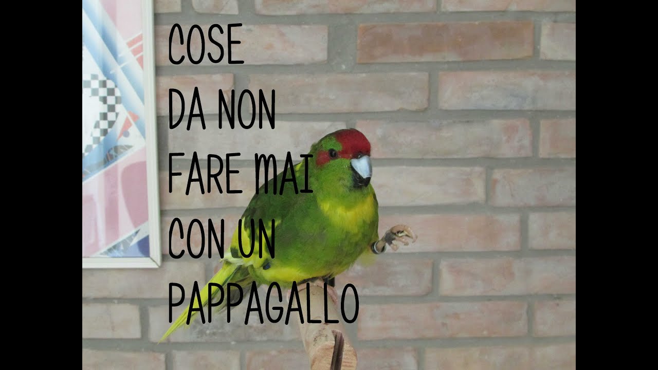 15 Cose da non fare mai con un pappagallo || Federico Orlandi