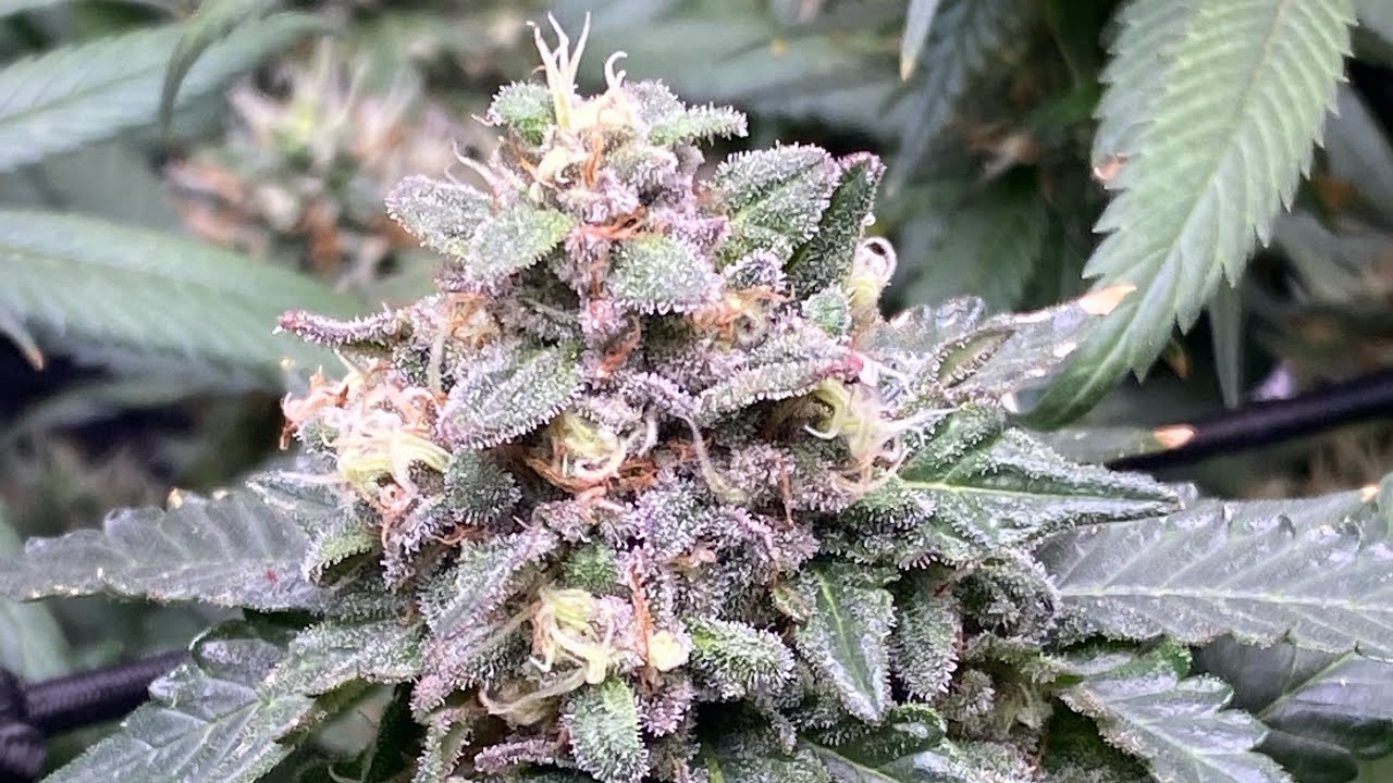 First Cannabis Grow! Day 60 Of Flower!!
