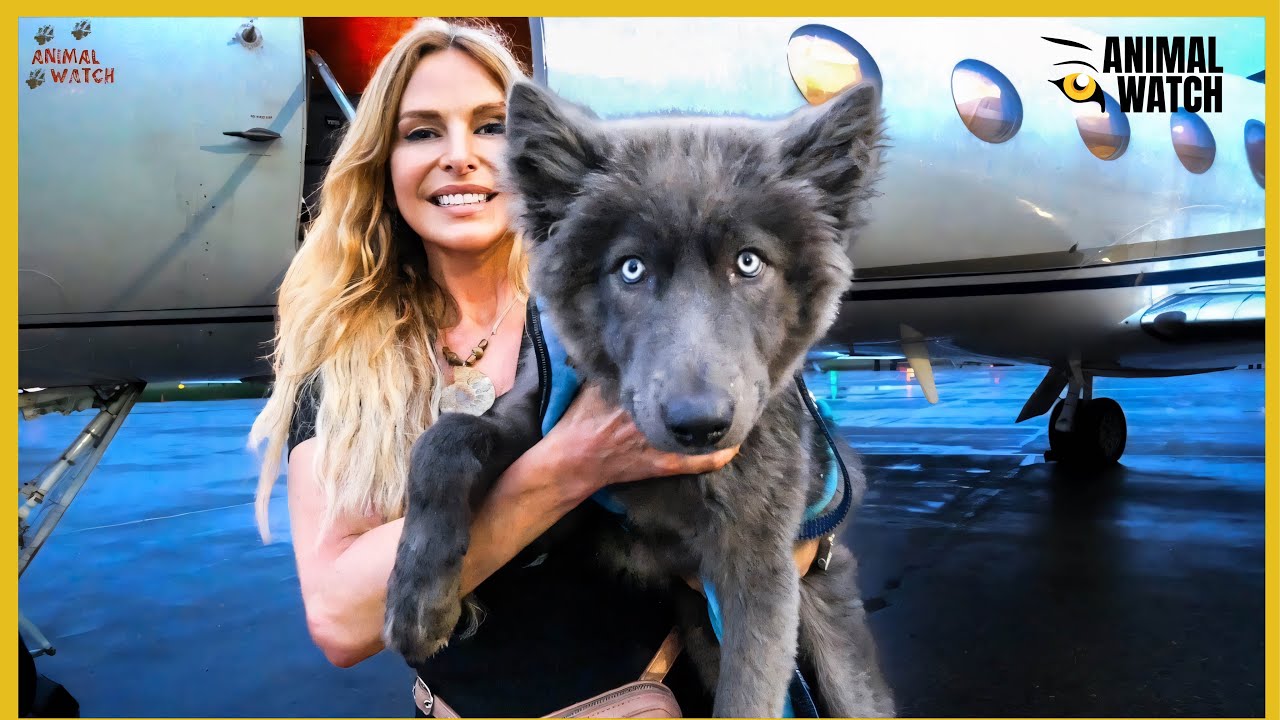 THE BLUE WOLFDOG / How I flew River to the UK / Ep 2