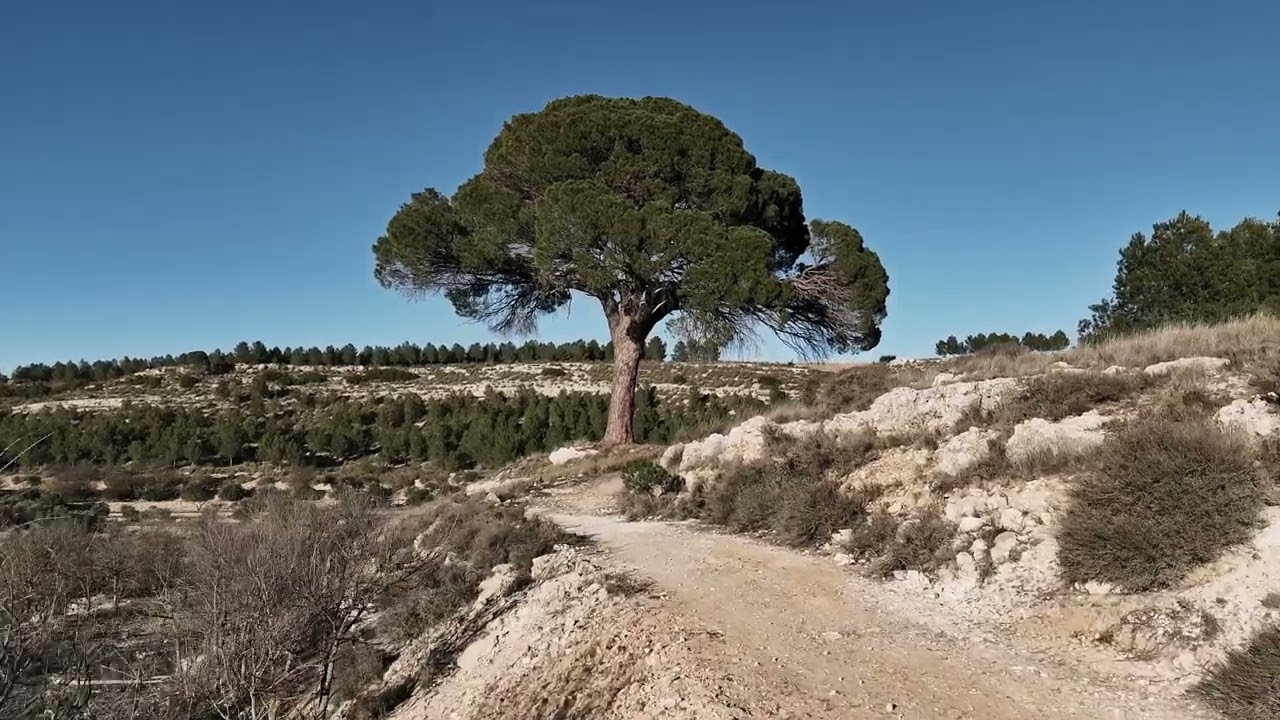 2024 Tree of the Year Spain &ndash;Pino de Juan Molinera