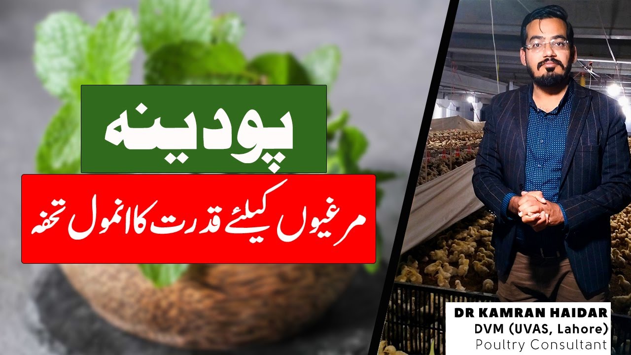 Use of Mint (Pudina) in Chickens | Antibacterial, Antiviral & Antifungal Benefits of Mint in Poultry