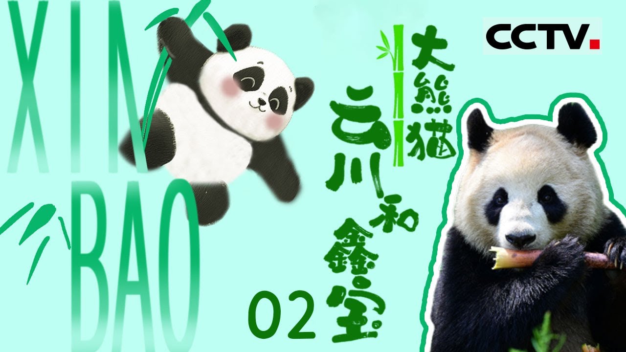 《🐼大熊猫云川和鑫宝》02 出发旅美：云川和鑫宝将踏上旅途 出发前饲养员都会准备些什么？【CCTV纪录】