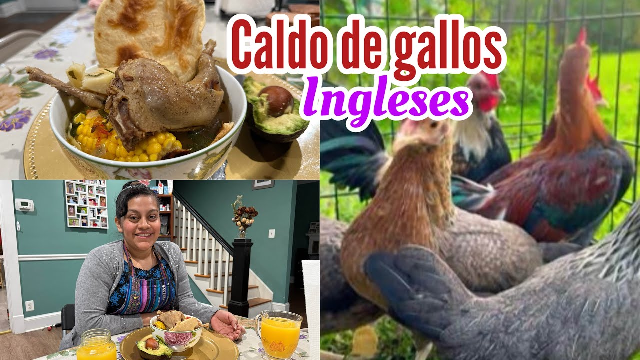 👩🏼‍🍳COCINANDO UN DELICIOSO CALDO DE GALLOS INGLÉSES// quedó para chuparse los huesos 😋