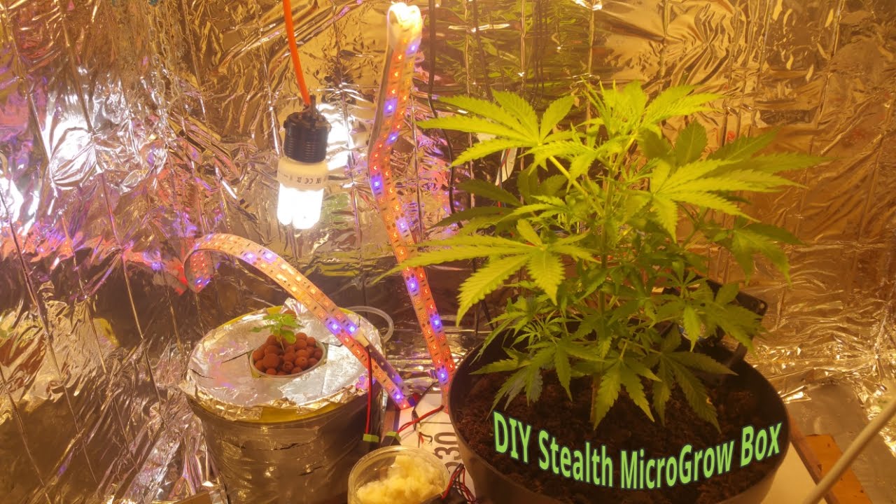 DIY Closet Stealth Grow box LED CFL CMD Micro Grow