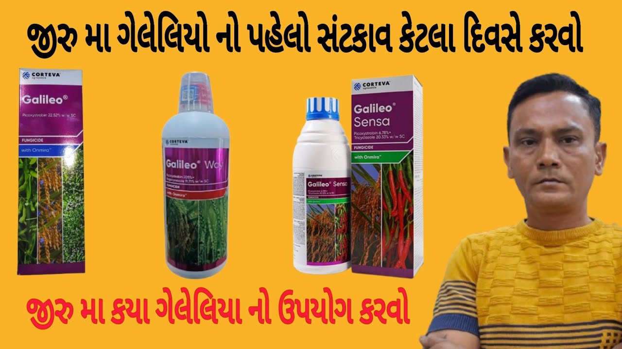 જીરુ મા ગેલેલિયો નો પહેલો સંટકાવ કેટલા દિવસે કરવો# જીરુ માં ગેલેલિયો ના સંટકાવ કરવા થી શું ફાયદો થાય