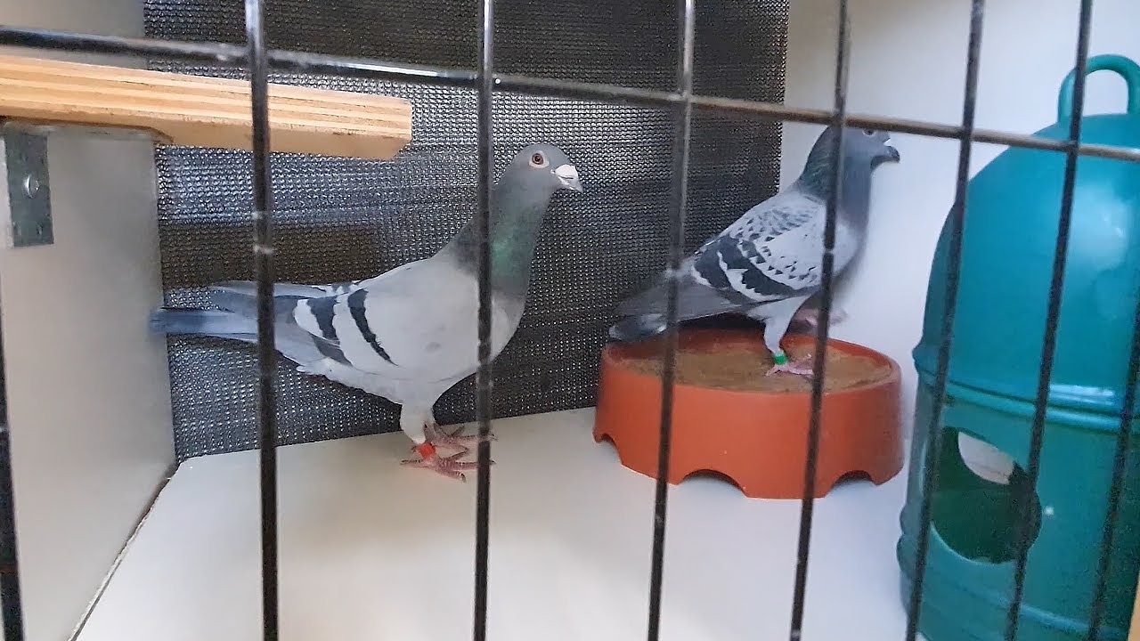 Moving Pairs Into Pigeon Breeding Boxes