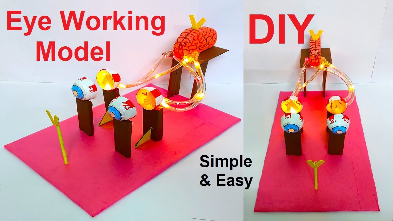eye working model (3d) for science exhibition - diy - easy and simple steps - biology | craftpiller