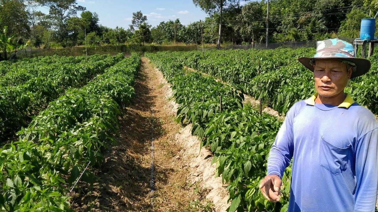 ปลูกพริกยังไงให้งาม!!