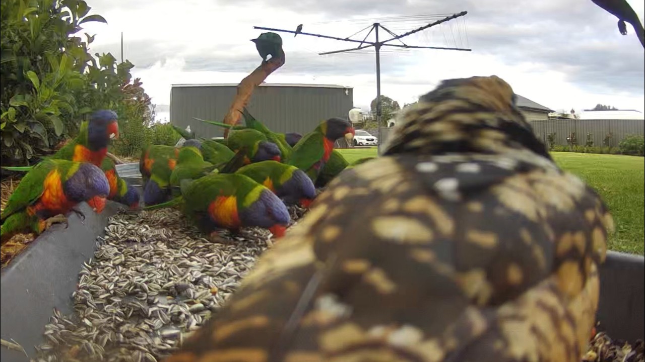 Australian Bird Feeder cam | 8/3/26 | eastern koel | red wattle bird | galahs | lorikeets | cat tv