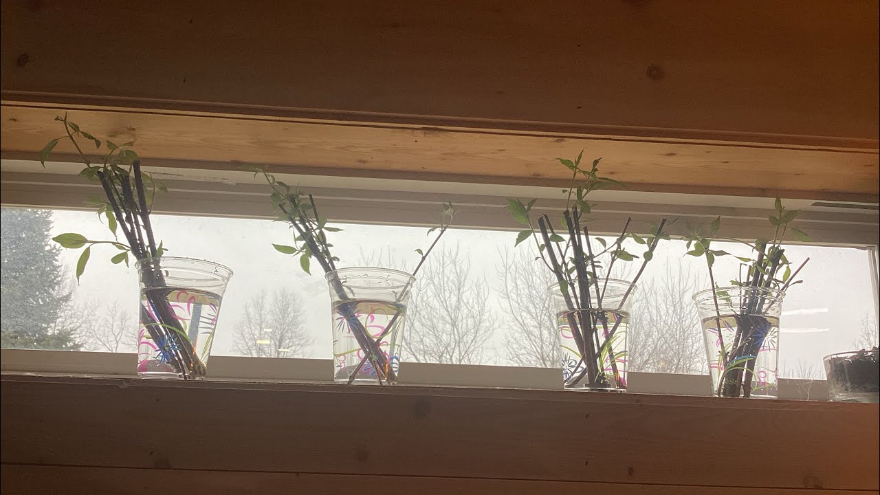 Propagating Red Osier Dogwood Cuttings | Field, Soil, Sand and Water | The First Month