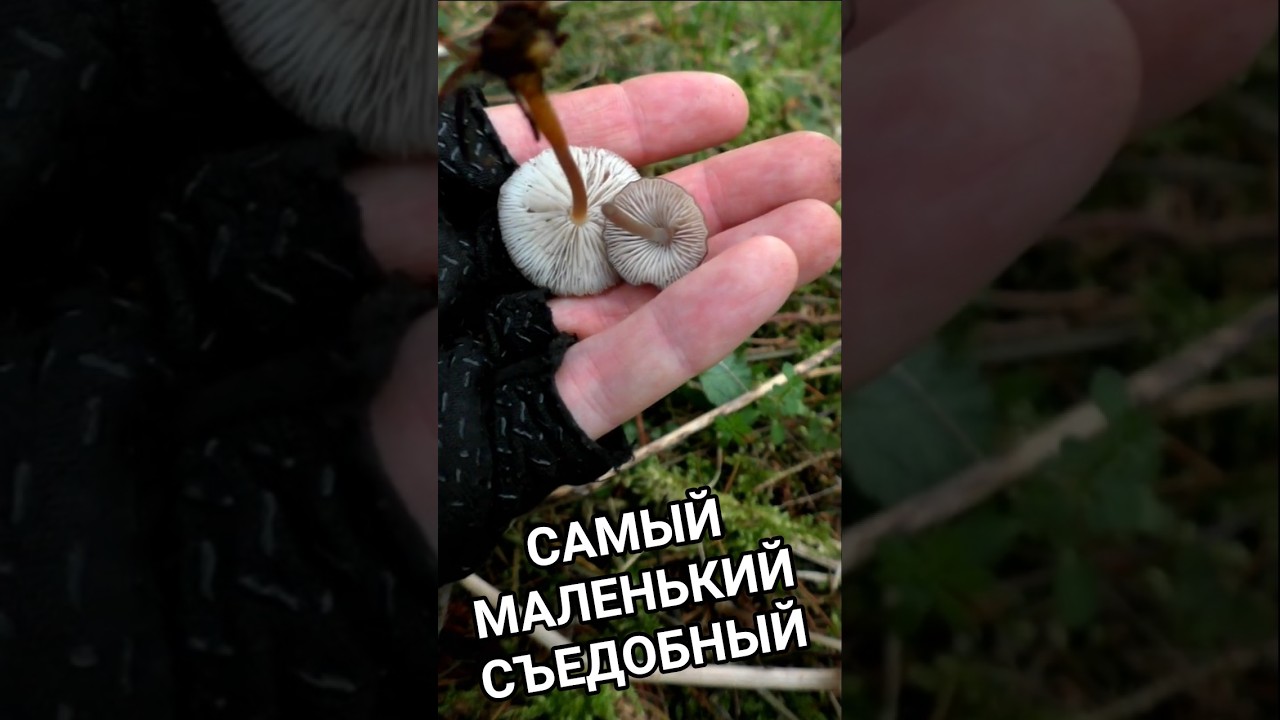 Самый маленький съедобный гриб Германии и его двойник. #грибыгермании #pilze #mushroom