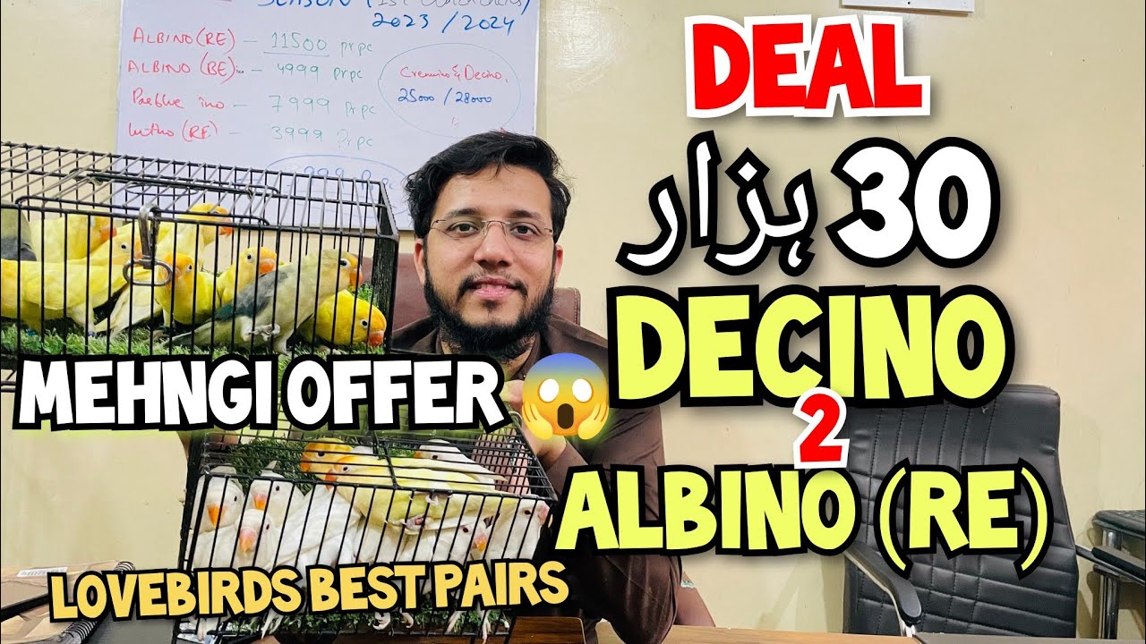 30 Hazar Decino Pairing | Mehngii Offer | lovebirds beat Pairing| Decino to Red eye