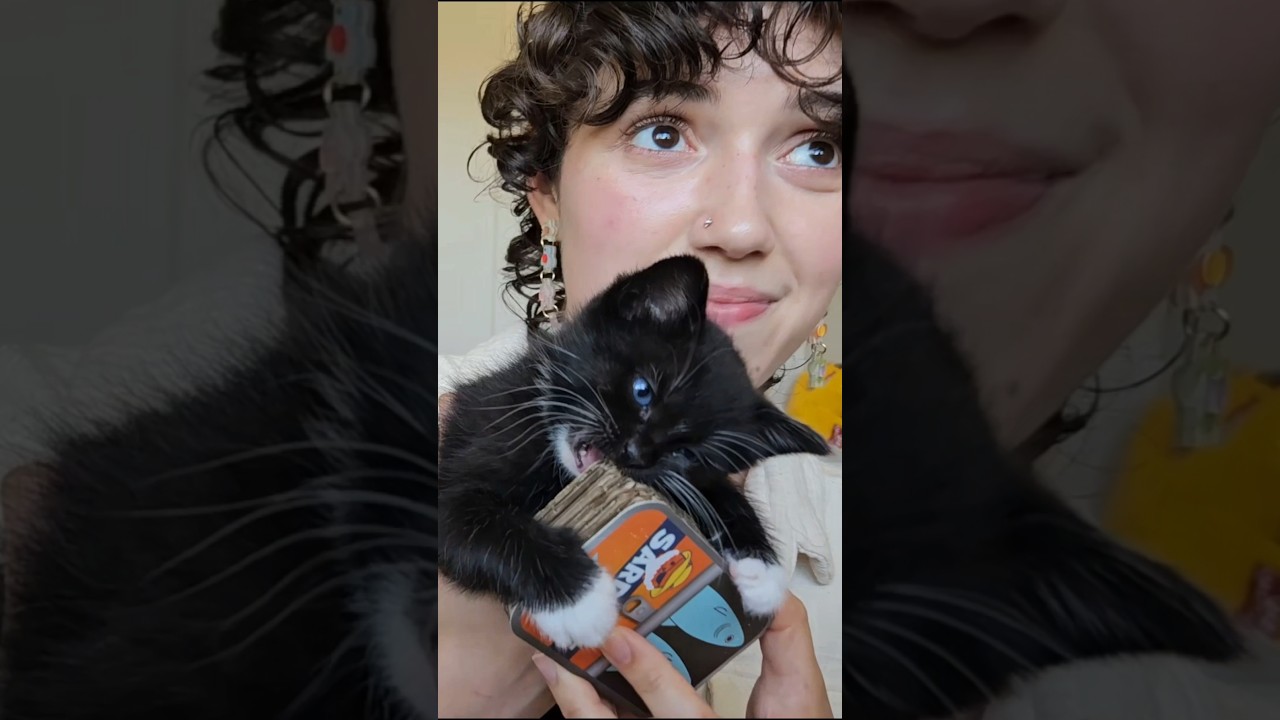the CUTEST asmr you'll see today 🥹😽💕 #kittens #asmr #storytime