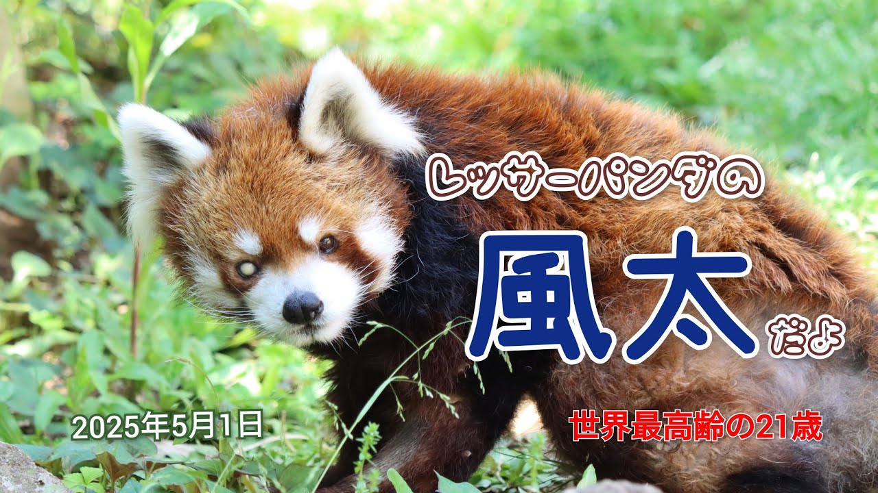 千葉市動物公園　レッサーパンダの風太くん（2025年5月1日）