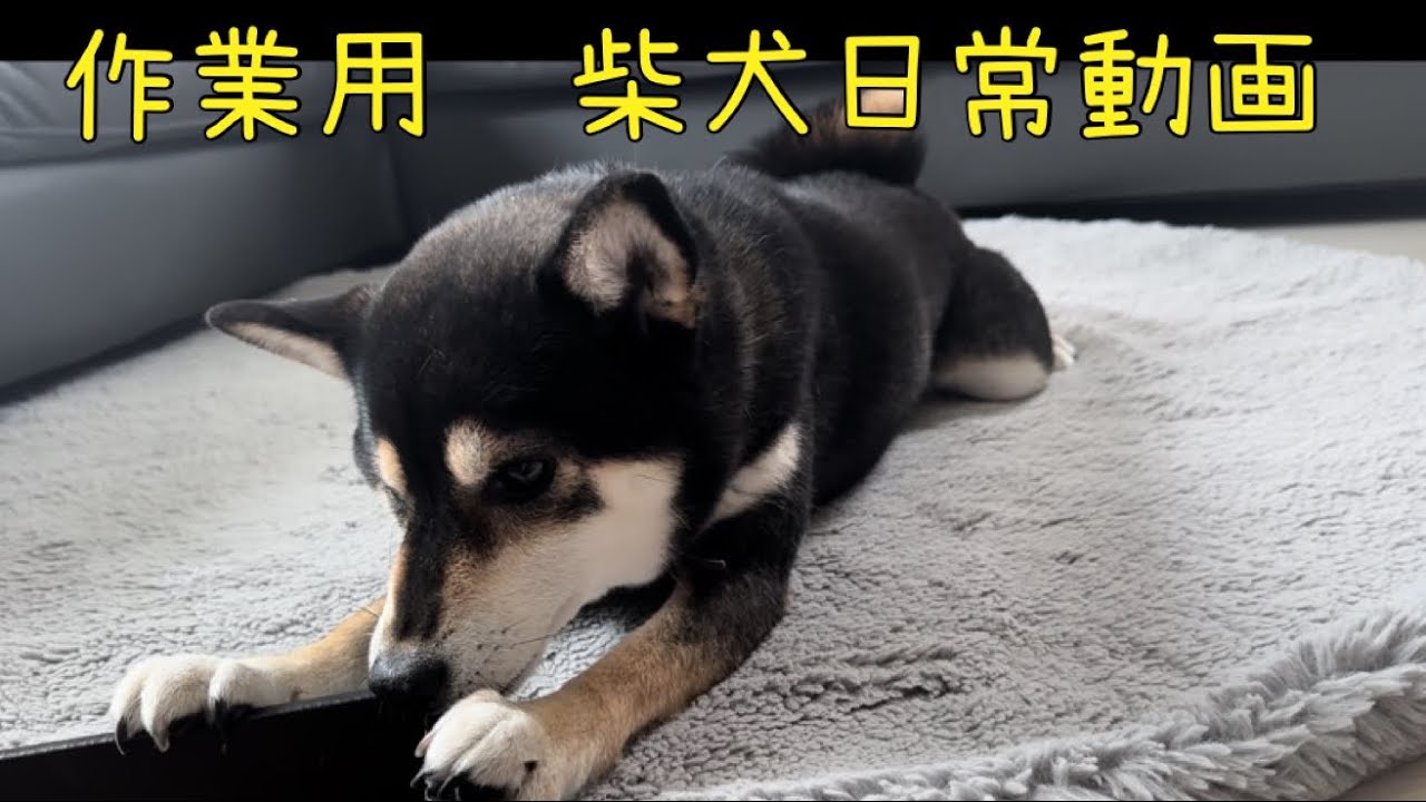 【BGM】作業用　柴犬日常動画