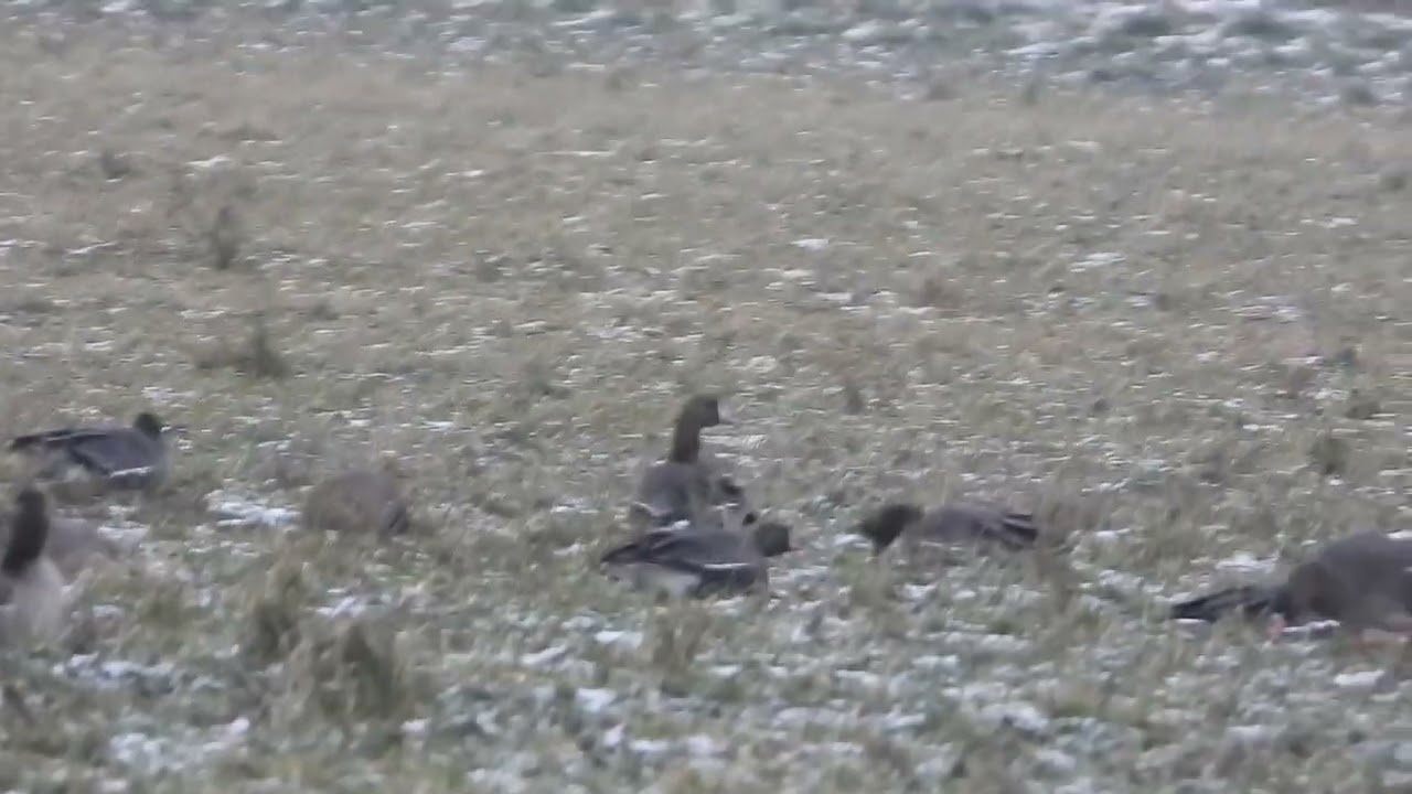 bläss , grau & weißwangengänse