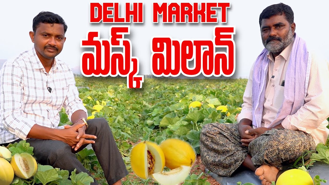 ఢిల్లీ వెరైటీ మస్క్ మిలాన్ పండిస్తున్న | Musk Melon Cultivation