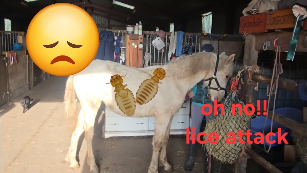 Treating Orla my palomino Irish draught yearling for Lice! 
