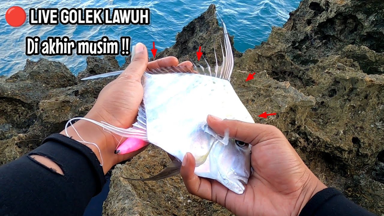 🔴 LIVE CARI LAUK || MUMPUNG MUMPUNG MUSIM BELUM BERAKHIR