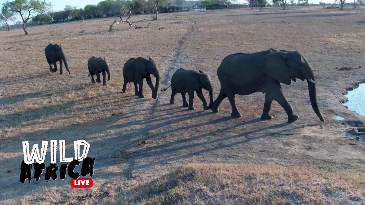 Watch Wild Animals - Wild Africa LIVE