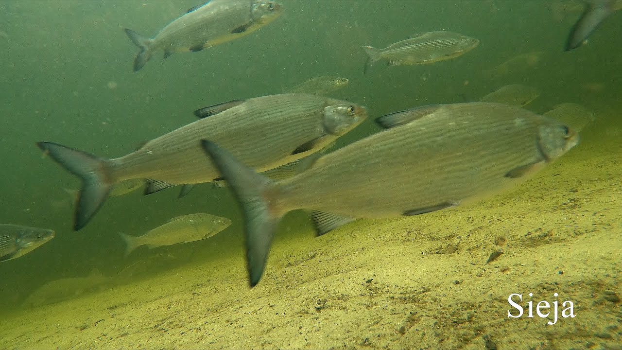Sieja pospolita, głąbiel, brzona (Coregonus lavaretus). European whitefish