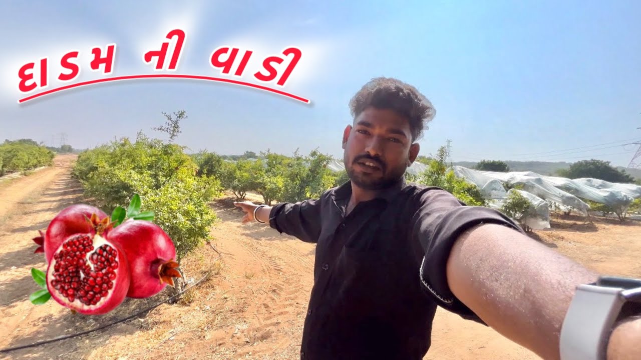 દાડમ ની વાડી 