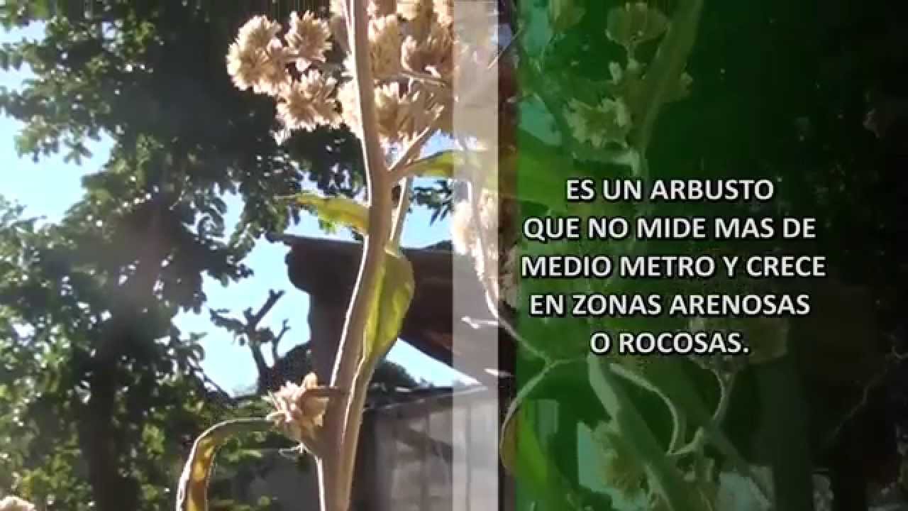 HERBOLISTERIA: LA MARCELITA, CULTIVO, CUIDADOS Y UTILIDAD